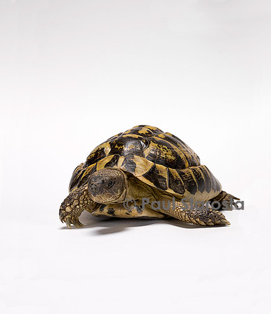 Testudo hermanni (tortue d'Hermann)