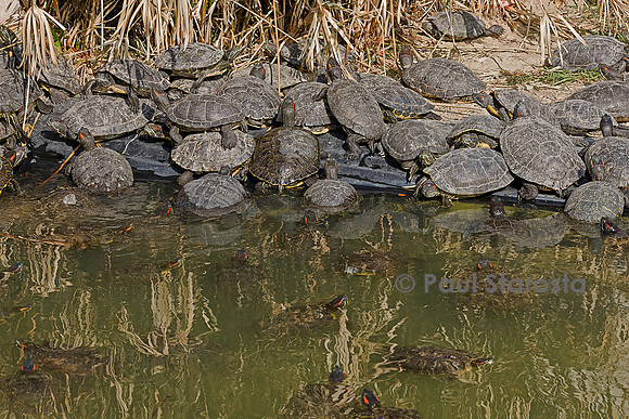 Association Tortues Passion. Bassins de tortues de Floride