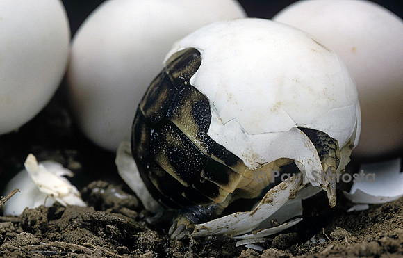 Testudo hermanni (tortue d'Hermann) - éclosion