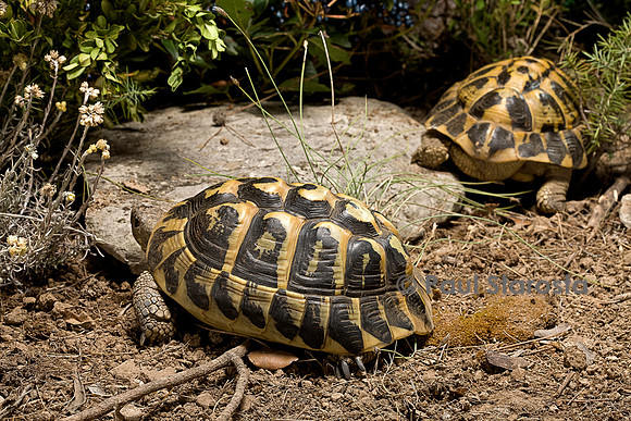 Testudo hermanni (tortue d'Hermann) - couple se séparant