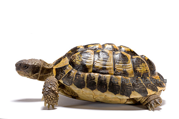Testudo hermanni (tortue d'Hermann)