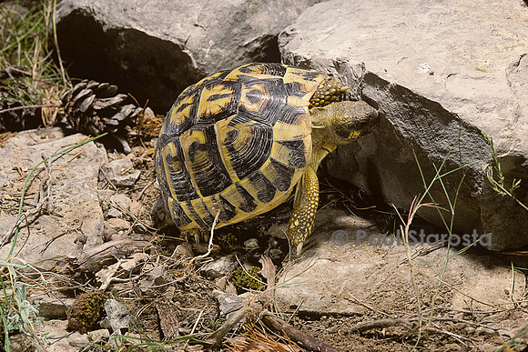 Testudo hermanni (tortue d'Hermann) - retournement