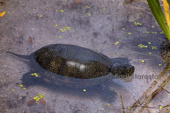 Emys orbicularis (cistude)