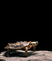 Malacochersus tornieri