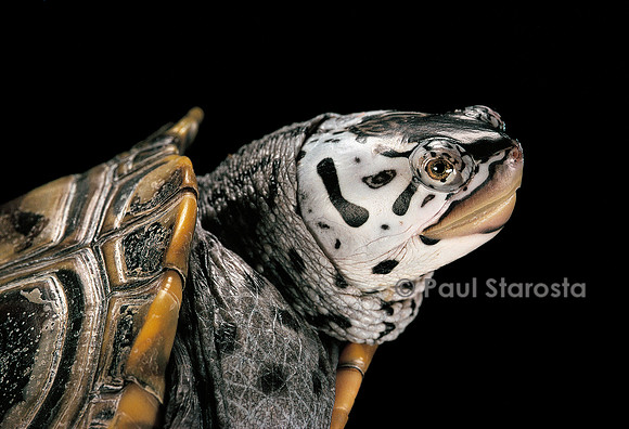 Malaclemys terrapin centrata (tortue diamant)