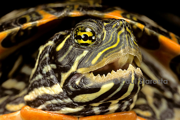 Pseudemys gorzugi