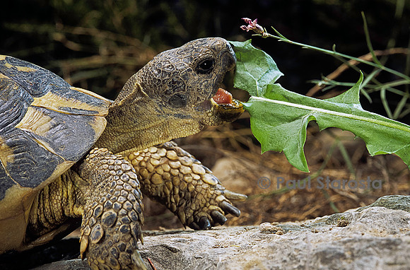 Testudo hermanni (tortue d'Hermann) - mangeant du pissenlit