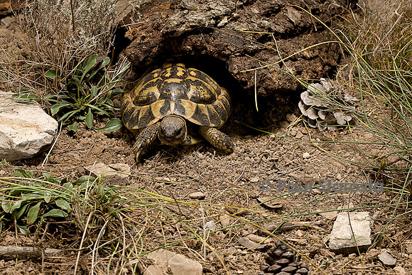 Testudo hermanni (tortue d'Hermann) - sortant de son abri