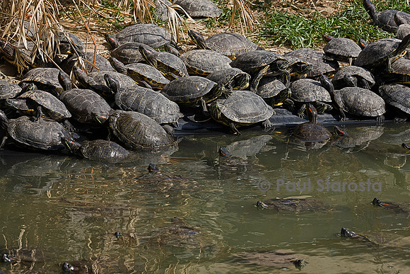 Association Tortues Passion. Bassins de tortues de Floride