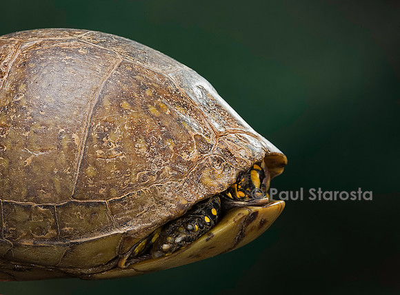 Terrapene carolina (tortue boite) - rentrant dans sa carapace