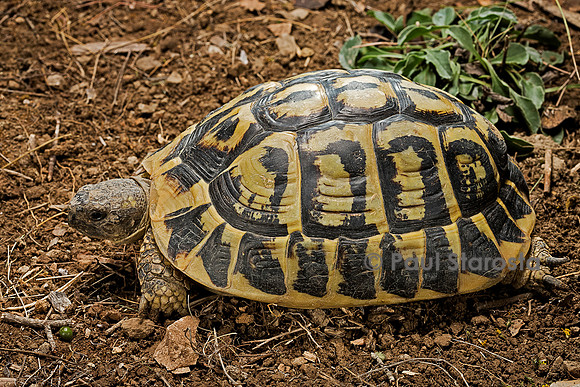Testudo hermanni (tortue d'Hermann) - de 50 ans