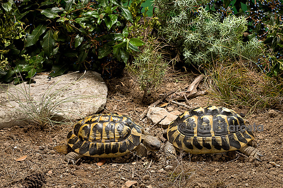 Testudo hermanni (tortue d'Hermann) - couple