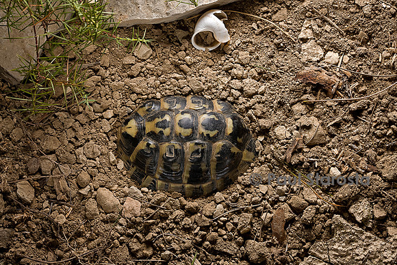 Testudo hermanni (tortue d'Hermann) - s'enterrant