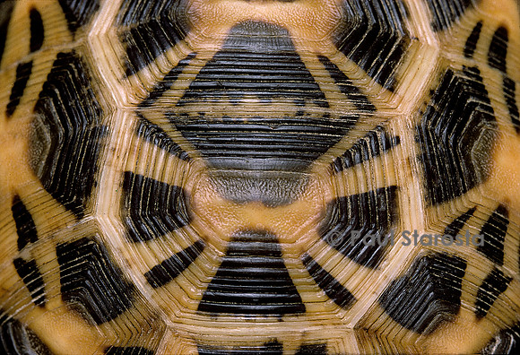 Pyxis arachnoides