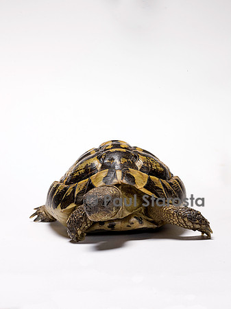 Testudo hermanni (tortue d'Hermann)