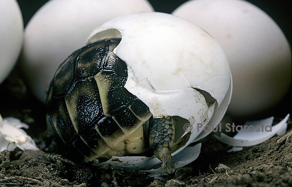 Testudo hermanni (tortue d'Hermann) - éclosion