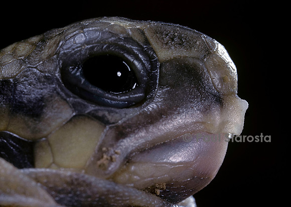 Testudo hermanni (tortue d'Hermann) - dent de l'œuf