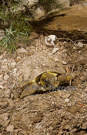 Testudo hermanni (tortue d'Hermann) - sortant de terre au printemps
