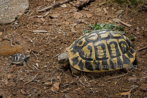 Testudo hermanni (tortue d'Hermann) - adulte et nouveau-né