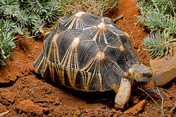 Astrochelys radiata (tortue étoilée)