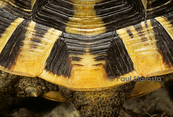 Testudo graeca (tortue grecque) - écaille supracaudale