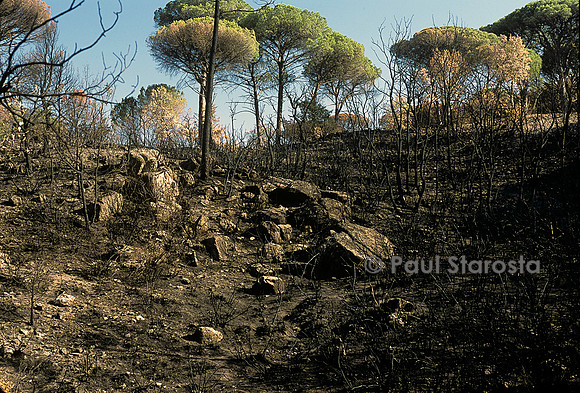 Forêt après un incendie