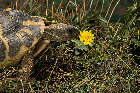 Testudo hermanni (tortue d'Hermann) - sentant une fleur