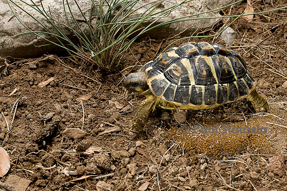 Testudo hermanni (tortue d'Hermann) - de 3 ans