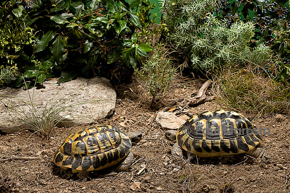 Testudo hermanni (tortue d'Hermann) - couple