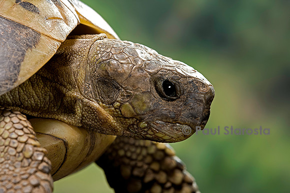 Testudo hermanni (tortue d'Hermann) - tête