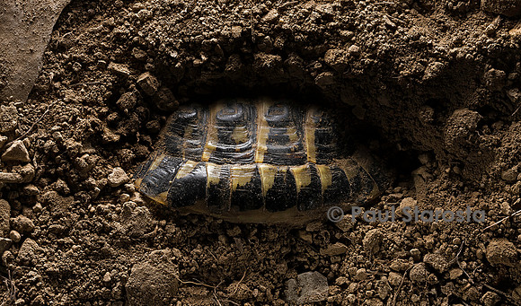 Testudo hermanni (tortue d'Hermann) - hivernant dans le sol