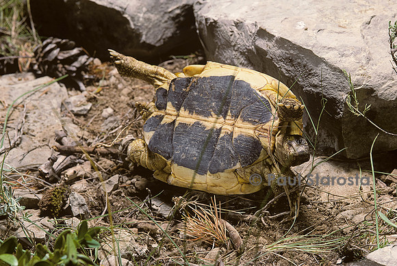 Testudo hermanni (tortue d'Hermann) - retournement