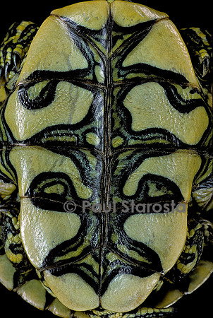 Trachemys dorbignyi