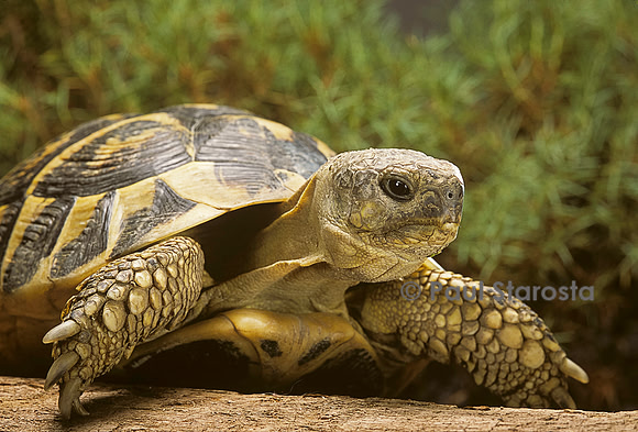 Testudo hermanni (tortue d'Hermann) - portrait