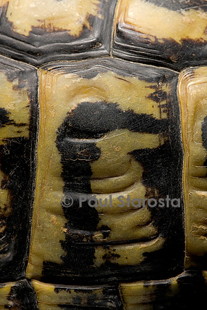 Testudo hermanni (tortue d'Hermann) - écaille de 50 ans