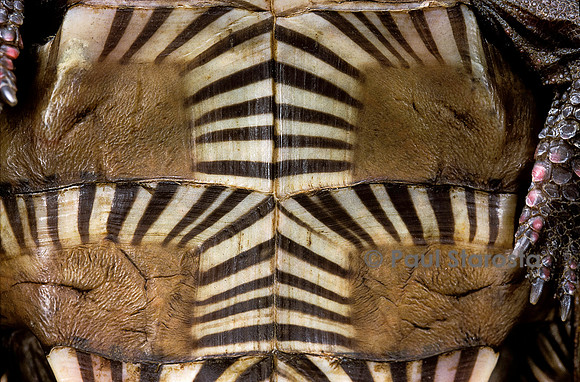 Heosemys spinosa (tortue soleil)