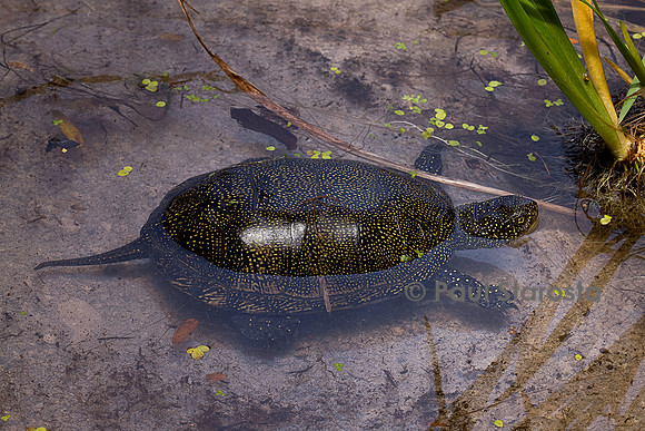 Emys orbicularis (cistude)