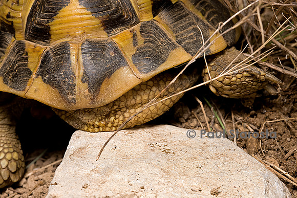 Testudo hermanni (tortue d'Hermann) - queue et écaille supracaudale du mâle