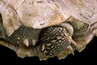 Geochelone sulcata