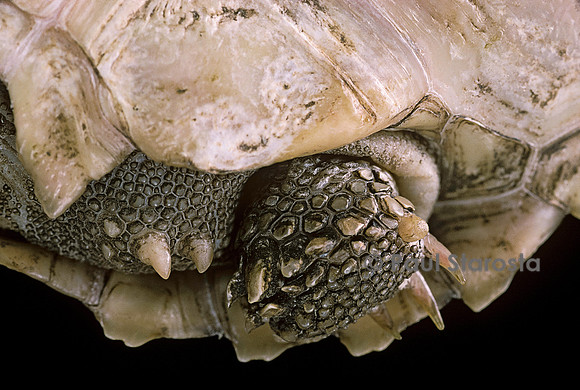Geochelone sulcata