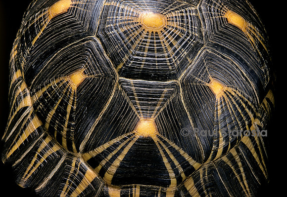 Geochelone radiata