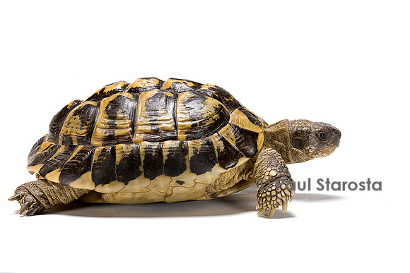 Testudo hermanni (tortue d'Hermann)