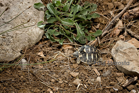Testudo hermanni (tortue d'Hermann) - de 8 jours