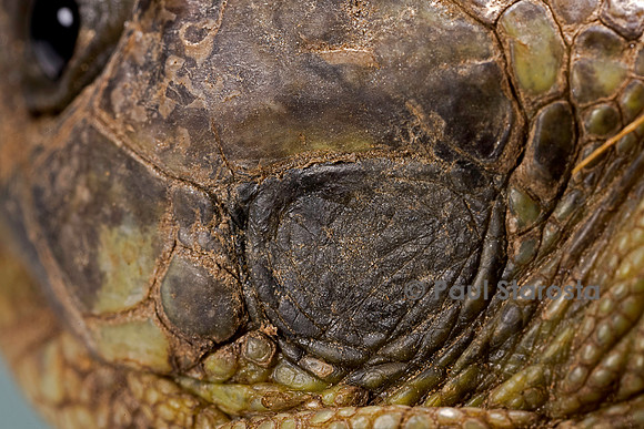 Testudo hermanni (tortue d'Hermann) - écaille de l'oreille