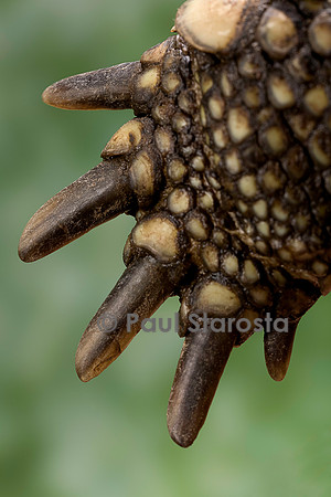 Testudo hermanni (tortue d'Hermann) - griffes de la patte avant