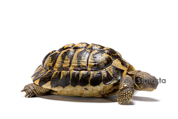 Testudo hermanni (tortue d'Hermann)