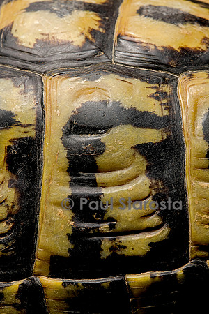 Testudo hermanni (tortue d'Hermann) - écaille de 50 ans