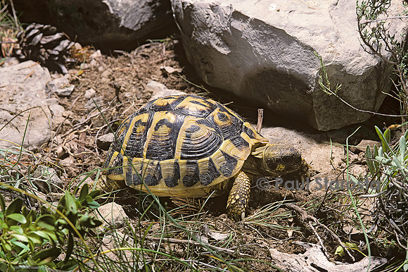 Testudo hermanni (tortue d'Hermann) - retournement