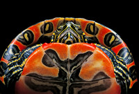 Chrysemys picta bellini (tortue peinte)