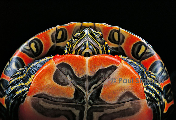 Chrysemys picta bellini (tortue peinte)